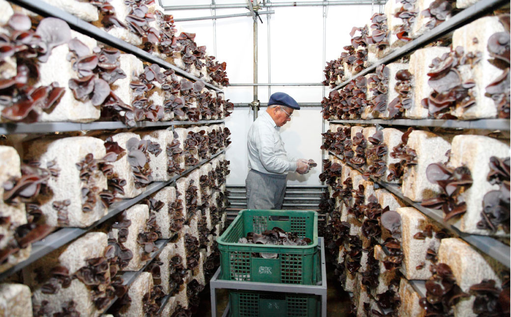 【訳あり】乾燥 きくらげ 320g（80g×4パック）肉厚