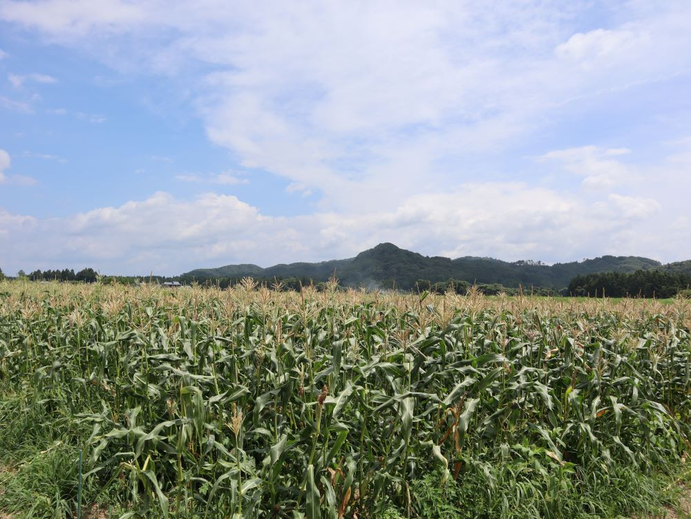 広大なトウモロコシ畑