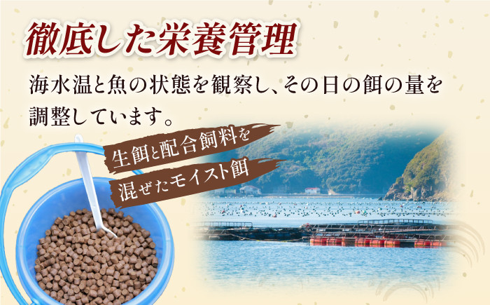 新上五島町産 養殖ヒラマサ(ヒラス)片身フィーレ / 鮮魚 新鮮 海産物 魚介