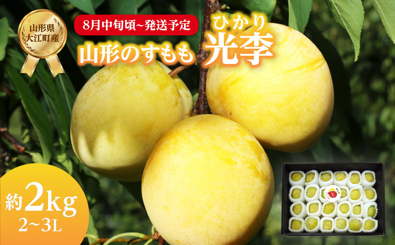《先行受付》すもも「光李（ひかり）」約2kg 2～3L【2026年8月中旬頃～発送予定】【山形プラム・大江町産】