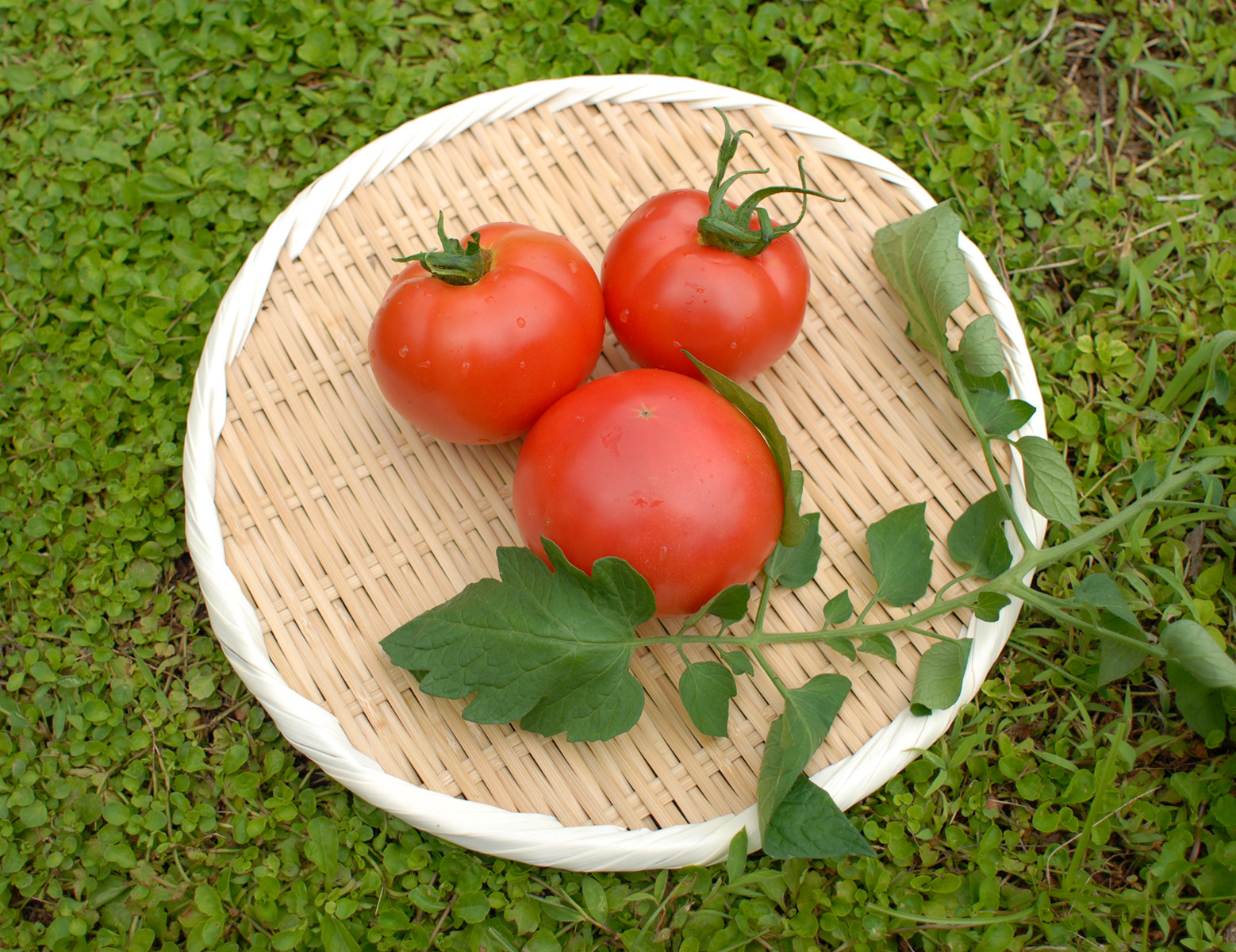 ミネラル分豊富な上勝の土でオーガニック栽培された木なり完熟トマトを使っています。