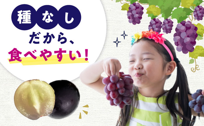 果物 巨峰 ぶどう ブドウ 葡萄 果物 フルーツ 巨峰