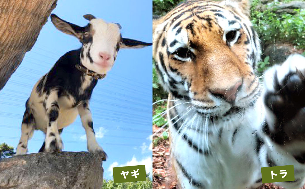 到津の森公園の動物たちに地元農産物を寄贈【思いやり型返礼品】