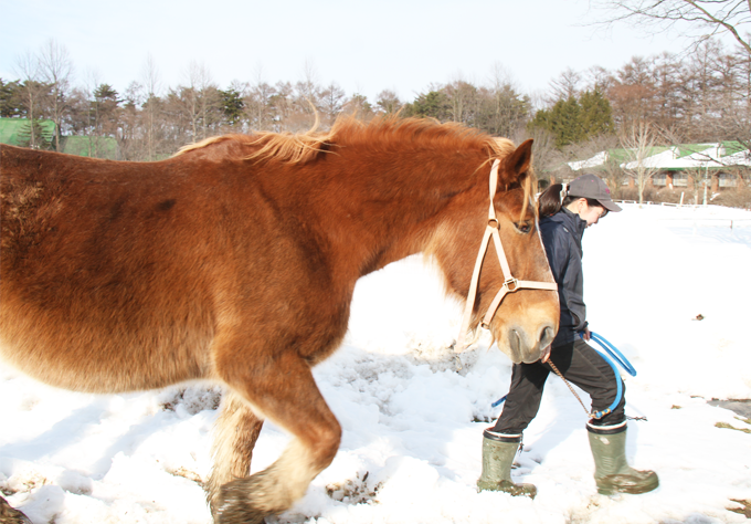 お馬さんの移動も見られるかも？