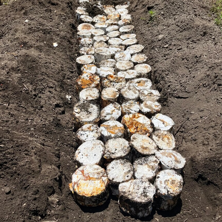 原木まいたけ栽培用のホダ木(栽培用原木)