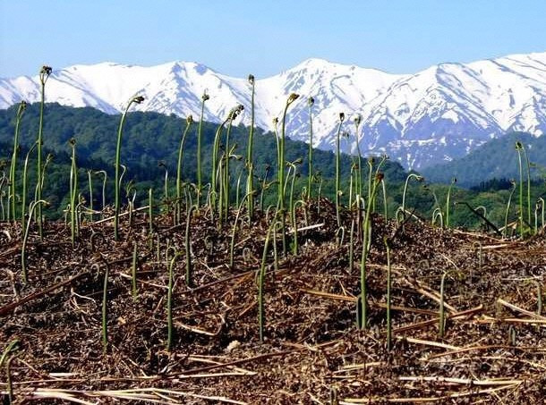 わらび園のイメージです。