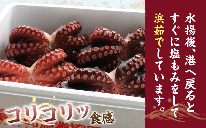 長崎 西海 海鮮 蛸 タコ たこ 新鮮 下処理済み ボイル済み 天然