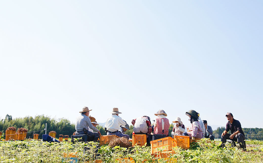 さつまいも 食べ比べ セット シルク姫 約5kg + はるか姫 約5kg