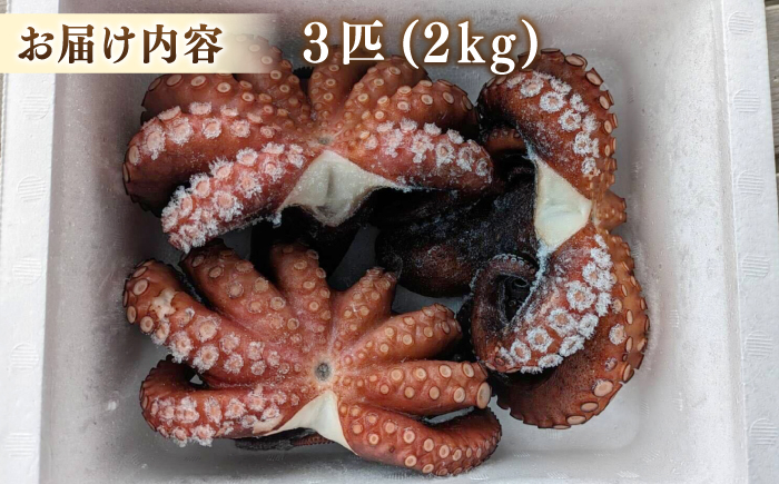 長崎 西海 海鮮 蛸 タコ たこ 新鮮 下処理済み ボイル済み 天然