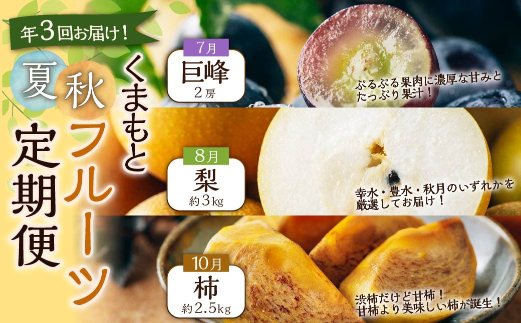 【年3回定期便】【2024年7月上旬発送開始】 くまもと 夏秋 フルーツ 定期便 ( 巨峰 ・ 梨 ・ 柿 )  