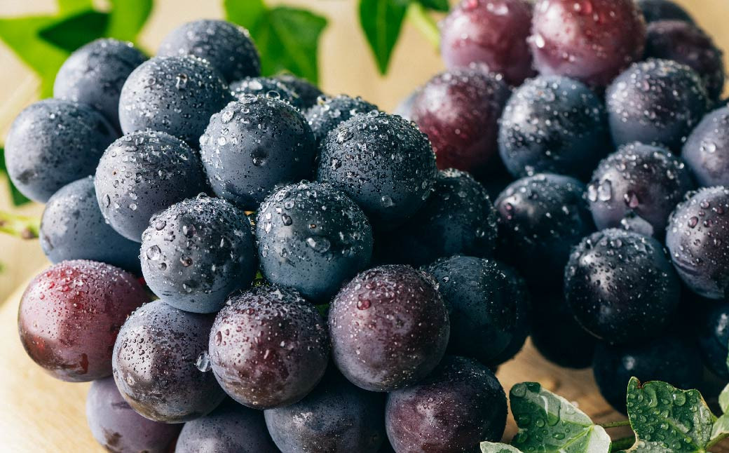 【年3回定期便】【2024年7月上旬発送開始】 くまもと 夏秋 フルーツ 定期便 ( 巨峰 ・ 梨 ・ 柿 )  