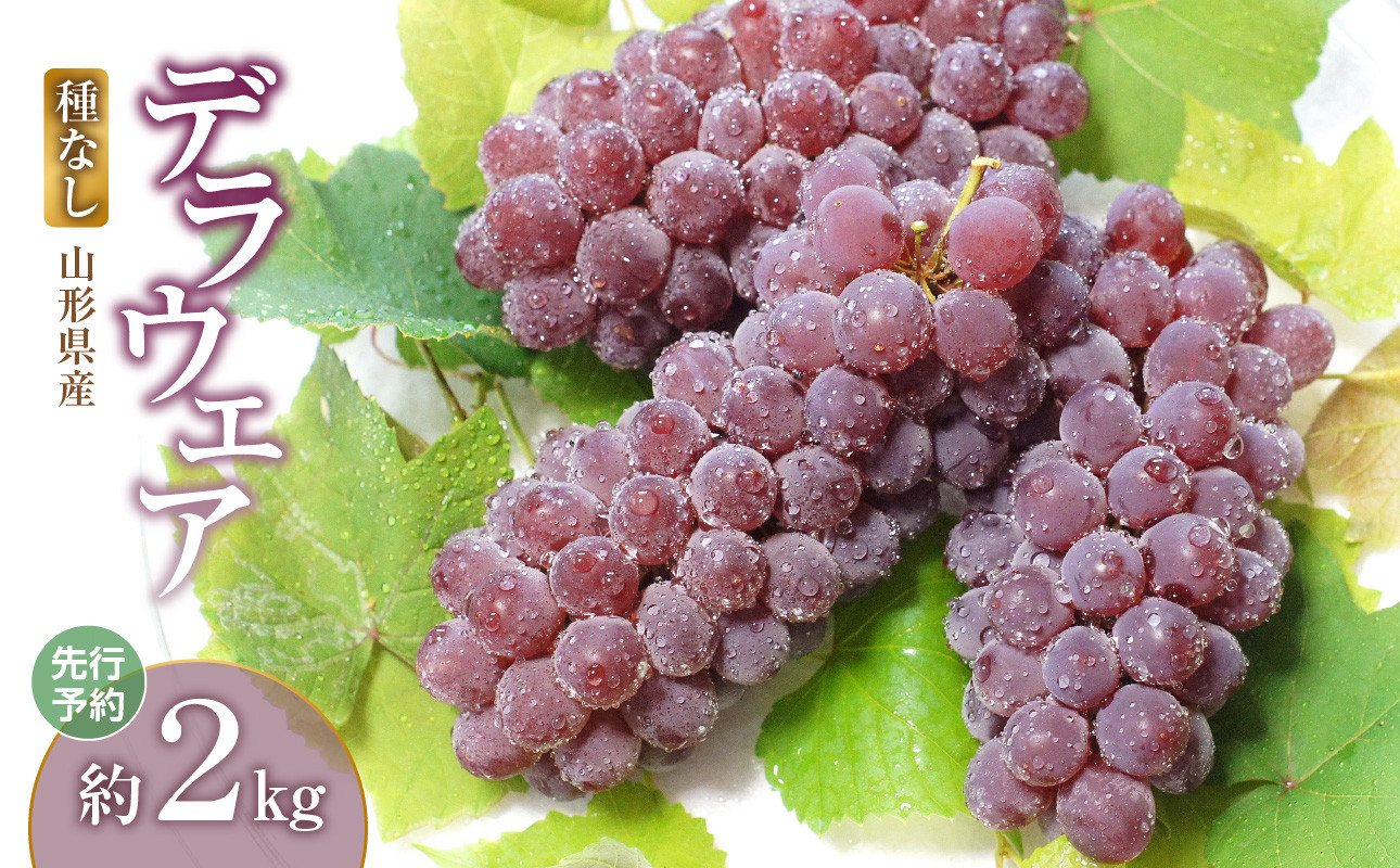《先行予約》デラウェア 約2kg【2024年8月上旬頃～発送予定】【山形県産 種なしぶどう】