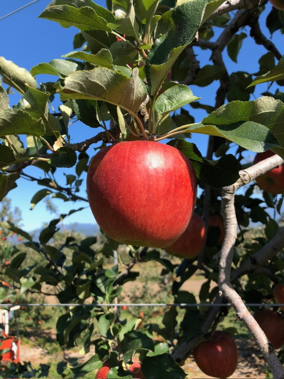 サンふじ（画像はイメージです）