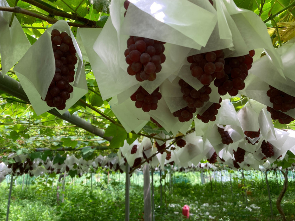 《先行予約》デラウェア 約2kg【2024年8月上旬頃～発送予定】【山形県産 種なしぶどう】