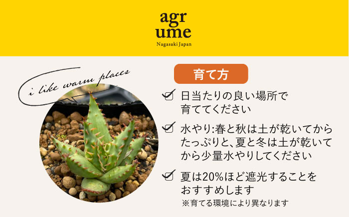 観葉植物 多肉植物 苗 植物 アロエ あろえ インテリア