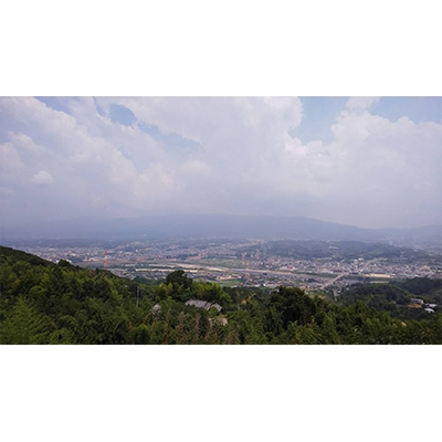 橋本市を東西に流れる紀の川の南側に位置する国城山(くにぎさん)の中腹にて作られた富有柿です。