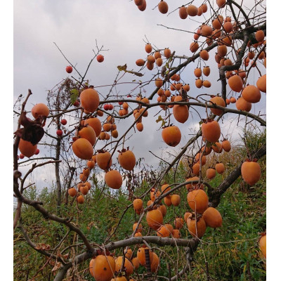 干し始めて3日程度は、柿の水分が多くカビが生えやすいので、天気を見て干し始める日を決めて下さい。