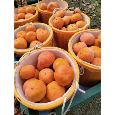 糖度、食味が非常に優れていて、一度食べたほとんどの人がリピーターになるほどです!