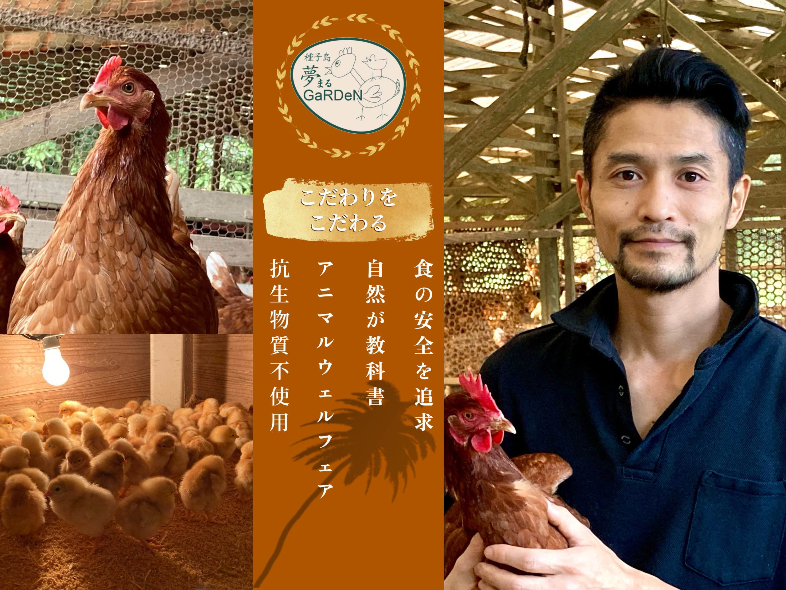 鶏舎の壁は、四方すべてが、金網仕様になっています。温かい日差しや、新鮮な空気がさえぎられることなく、鶏舎の中に流れ込みます。
