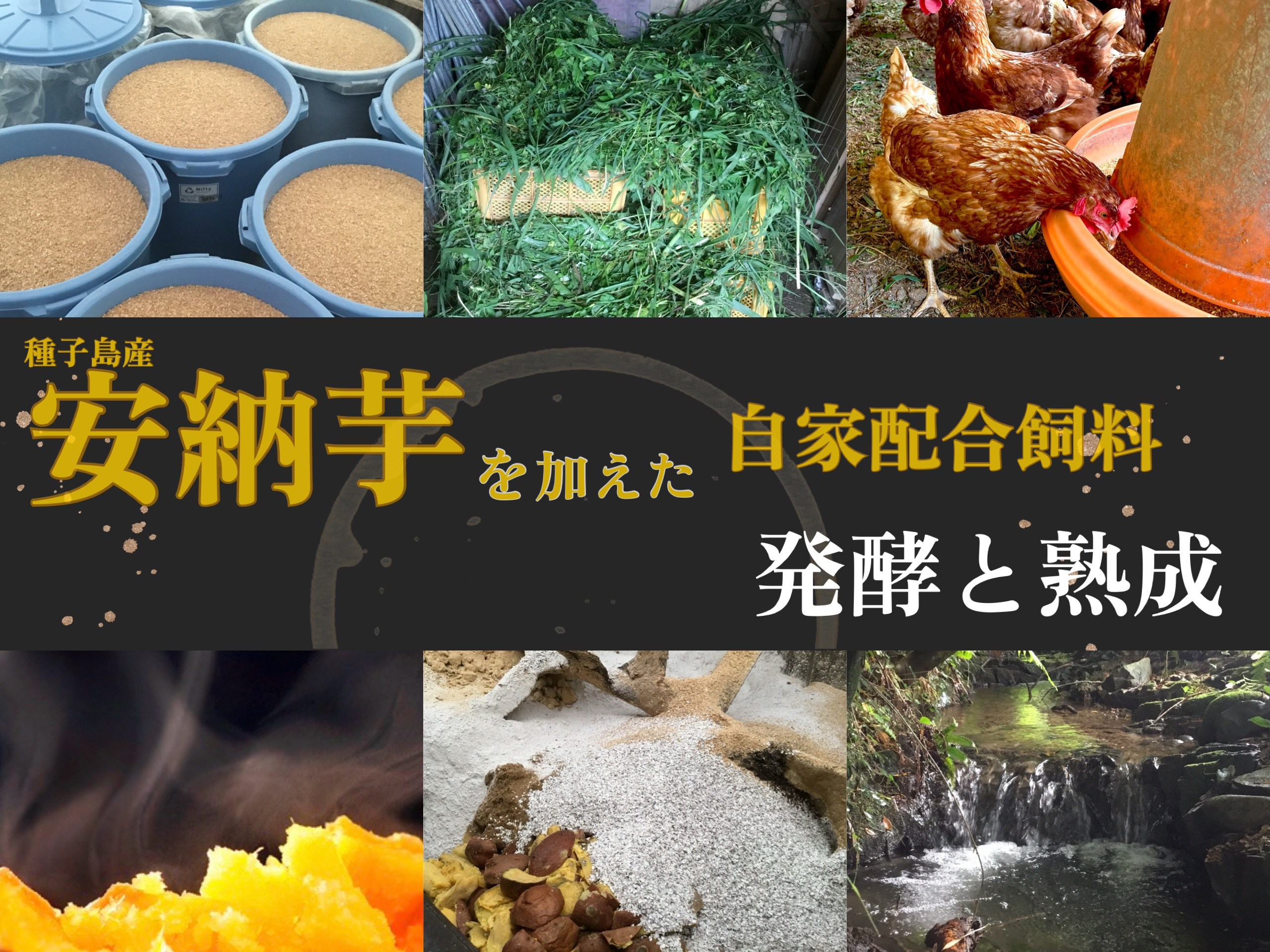 雨の日も風の日も、台風の日だって欠かす事なく、種子島産の栄養たっぷりな草を鶏達に届けるため奮闘しています。