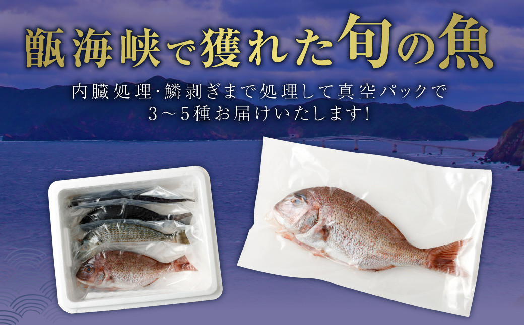 【配送指定日必須】甑海峡 天然鮮魚詰め合わせセット