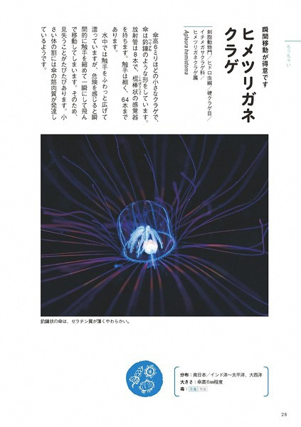  海洋生物写真家　峯水亮氏　『ときめくクラゲ図鑑』