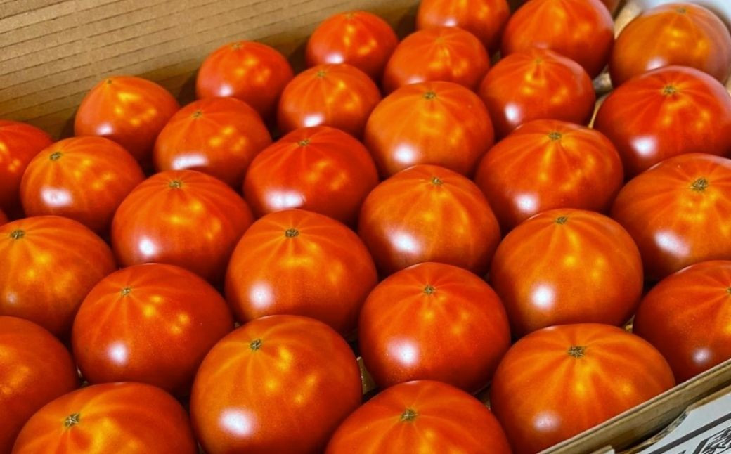 『越田農園』のフルーツトマトは、おしりから伸びる星状の筋がチャームポイント。