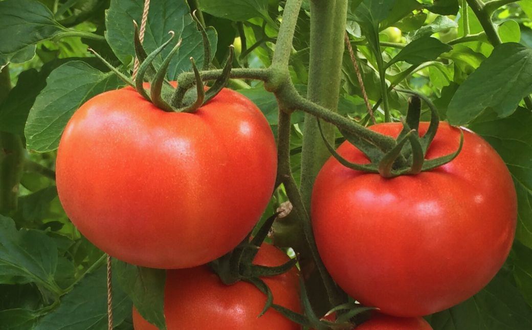 水も極力与えず、糖度8度以上にこだわったトマトです。