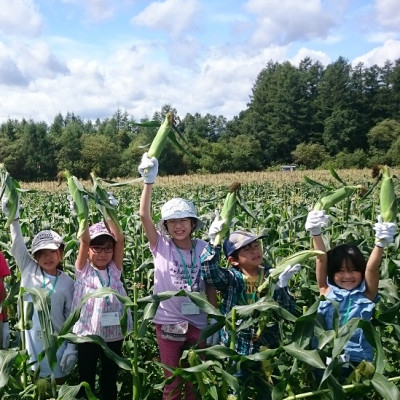 先行受付＜十勝ガールズ農場＞直送 朝もぎつぶつぶ「あま～いゴールドとうもろこし」10本【1462030】 - 北海道帯広市｜ふるさとチョイス ...