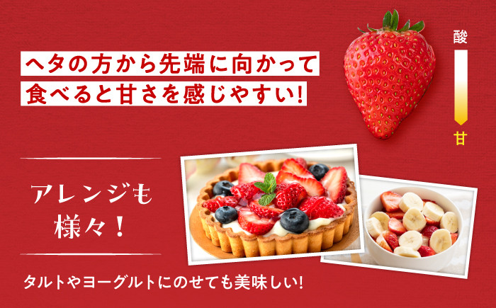福岡県産 いちご イチゴ 恋みのり