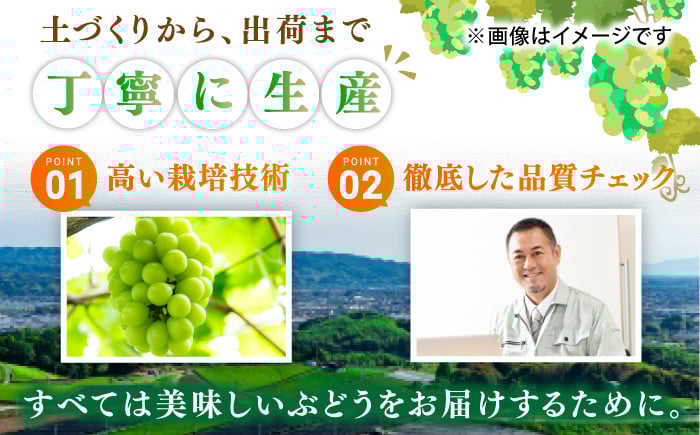 果物 シャインマスカット約1kg。 マスカット ぶどう シャインマスカット