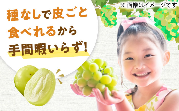 果物 シャインマスカット マスカット ブドウ 旬 フルーツ