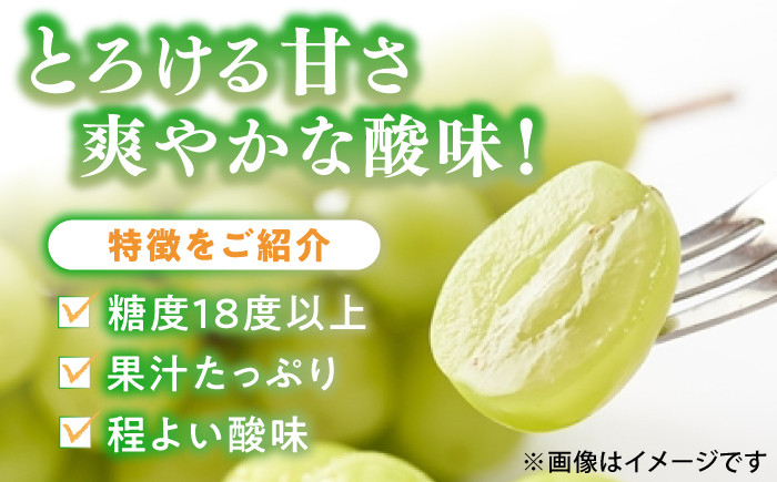 果物 シャインマスカット マスカット ブドウ 旬 フルーツ