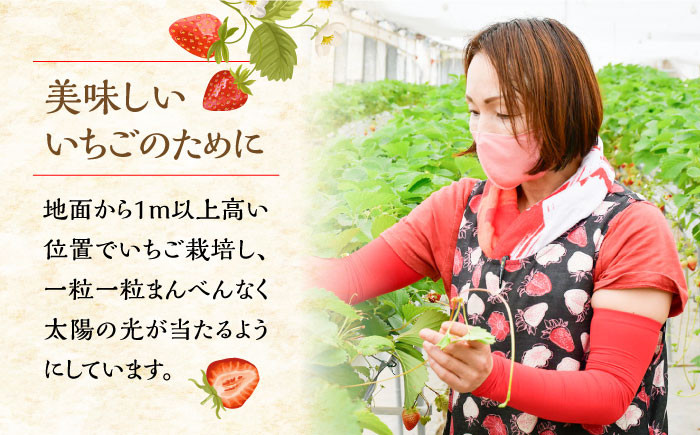 苺 いちご イチゴ ストロベリー 果物 くだもの ジャム 紅ほっぺ フルーツ