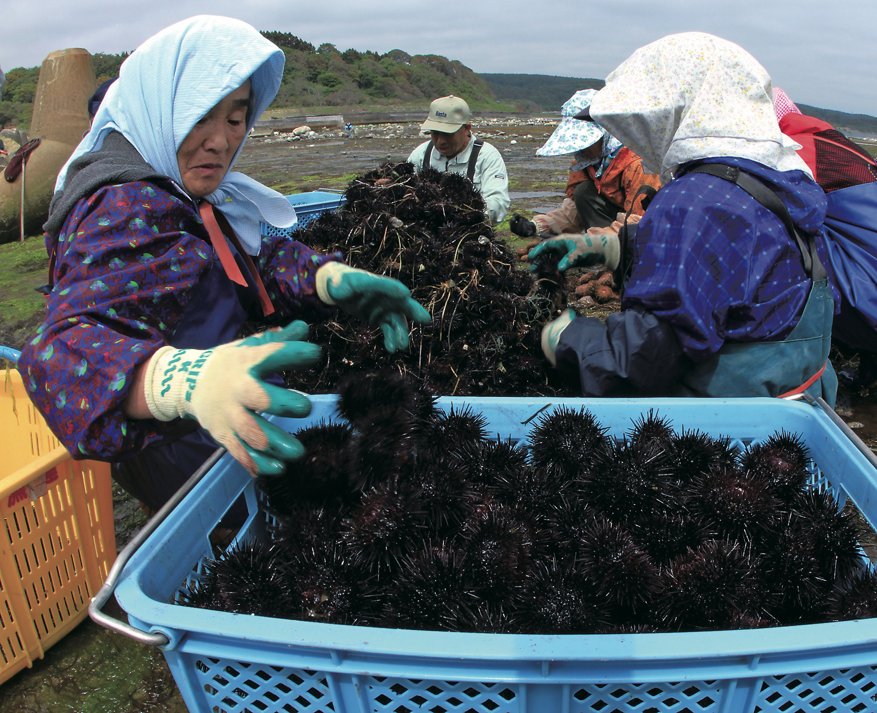ウニ漁の様子