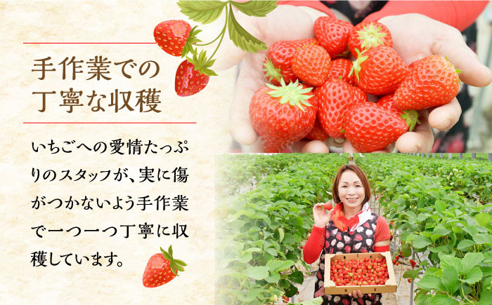 苺 いちご イチゴ ストロベリー 果物 くだもの ジャム 紅ほっぺ フルーツ