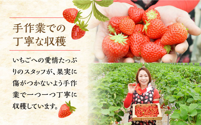 苺 いちご イチゴ ストロベリー 果物 くだもの ジャム 紅ほっぺ フルーツ