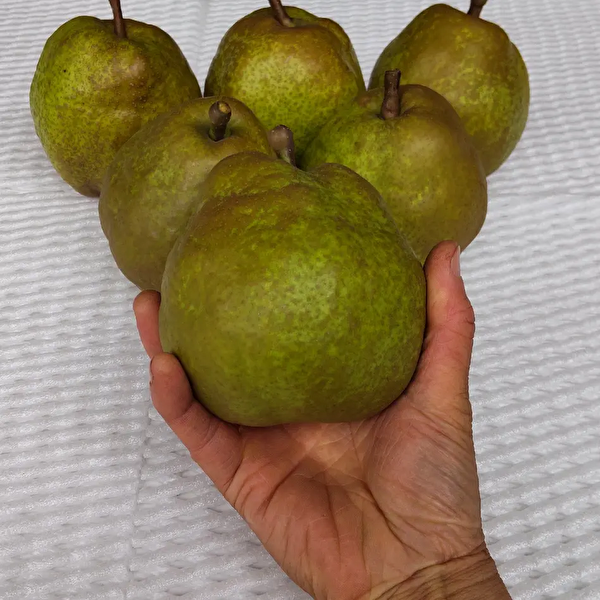 信州長野県産 ラフランス。食べごろを明示してお届けします。