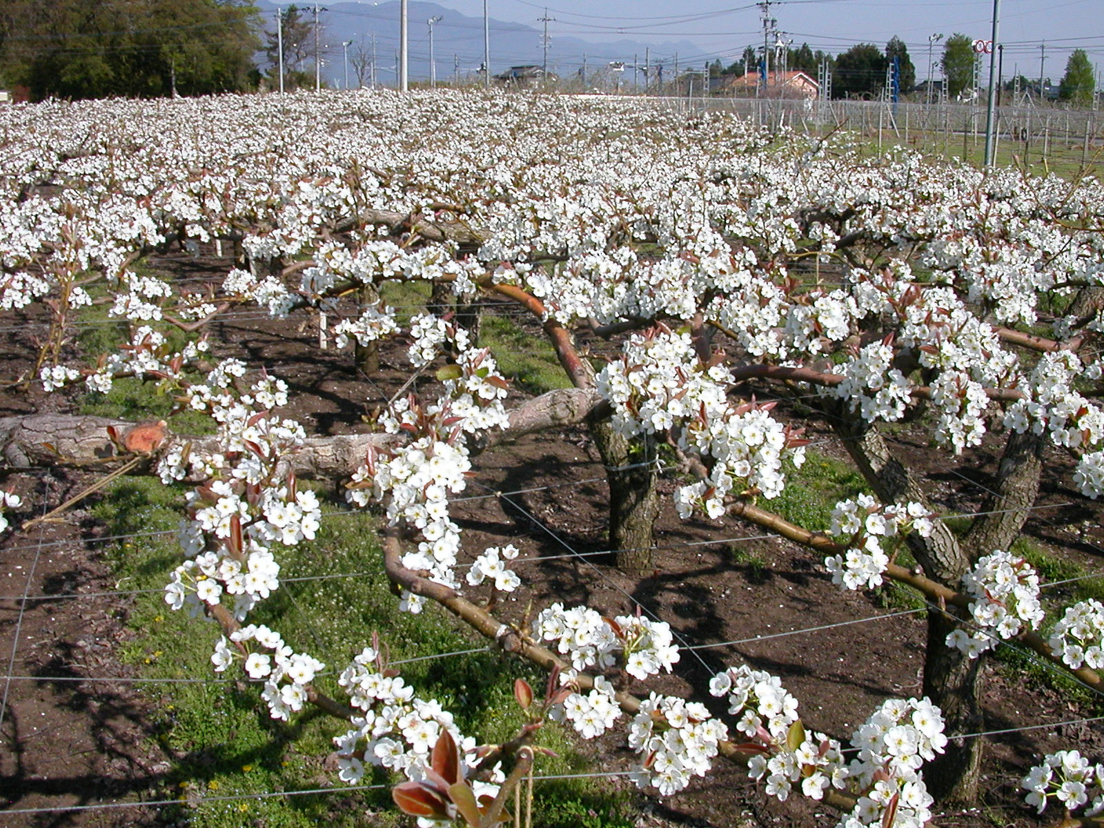 信州長野県産　超甘い 南水梨をお届けします