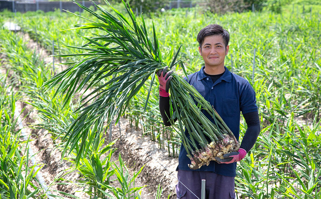 【高知県産】黄金しょうが 2kg