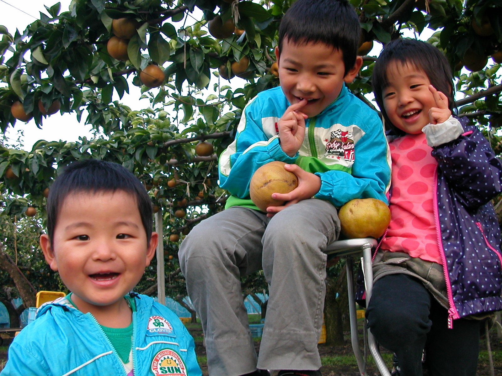 信州長野県産　超甘い 南水梨をお届けします