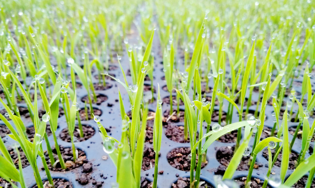 古代米を使用したおにぎり