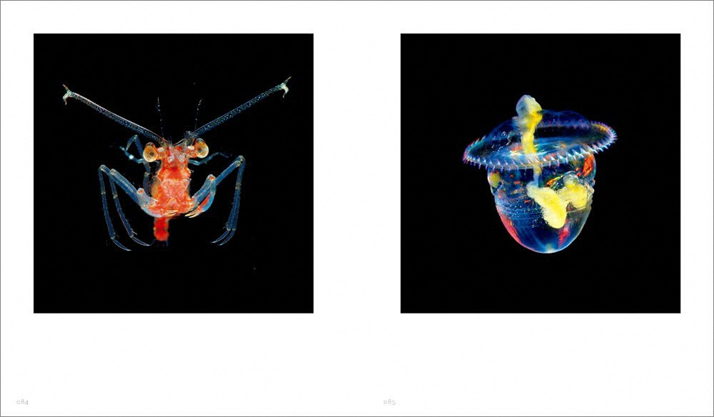 『Jewelsin the night sea　神秘のプランクトン』