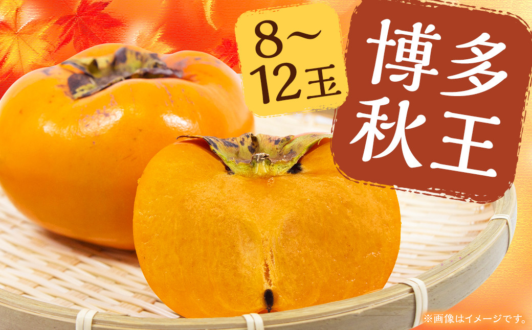 博多 秋王 8~12玉