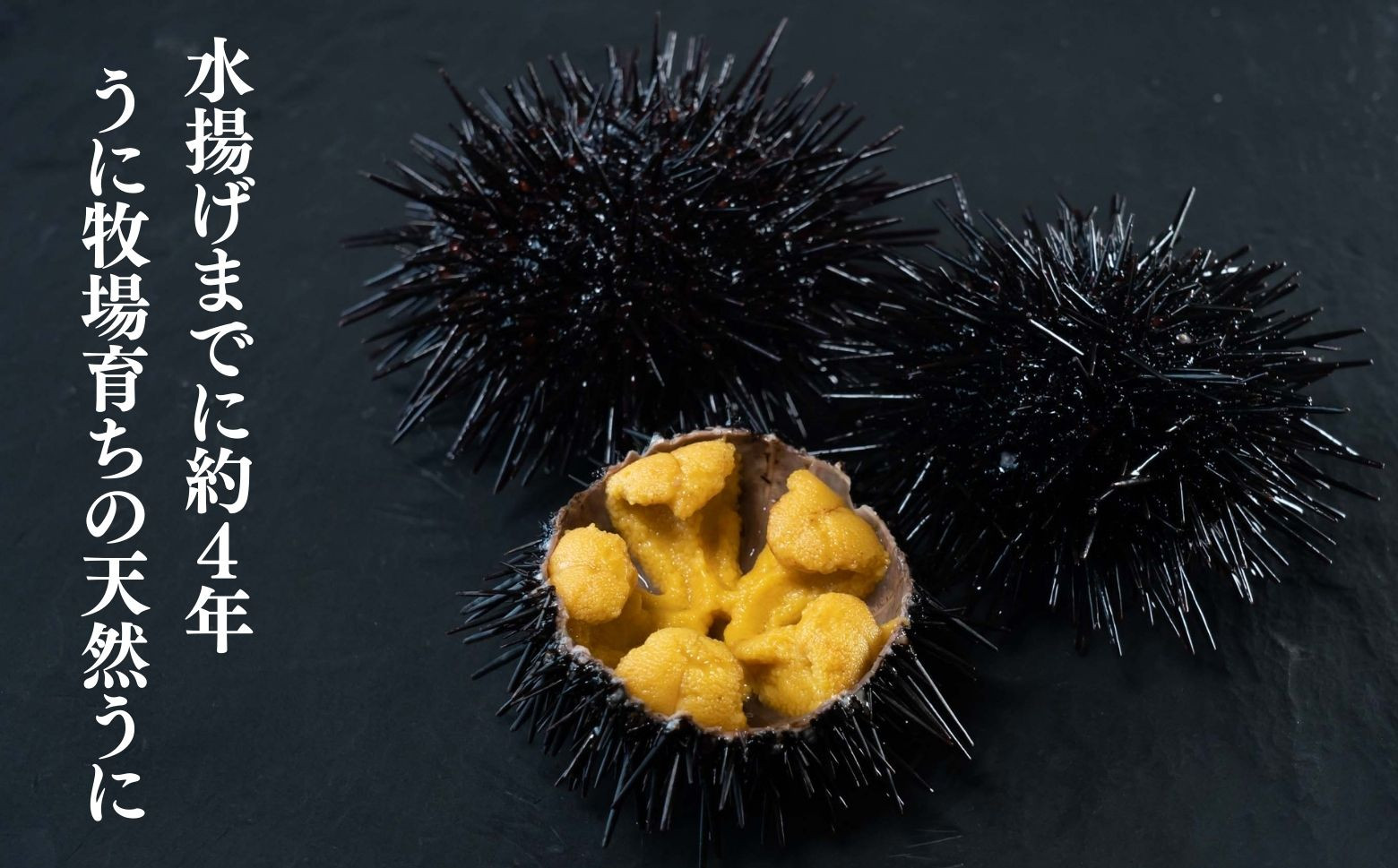 水揚げまでに約4年　身入りが安定した天然ウニ