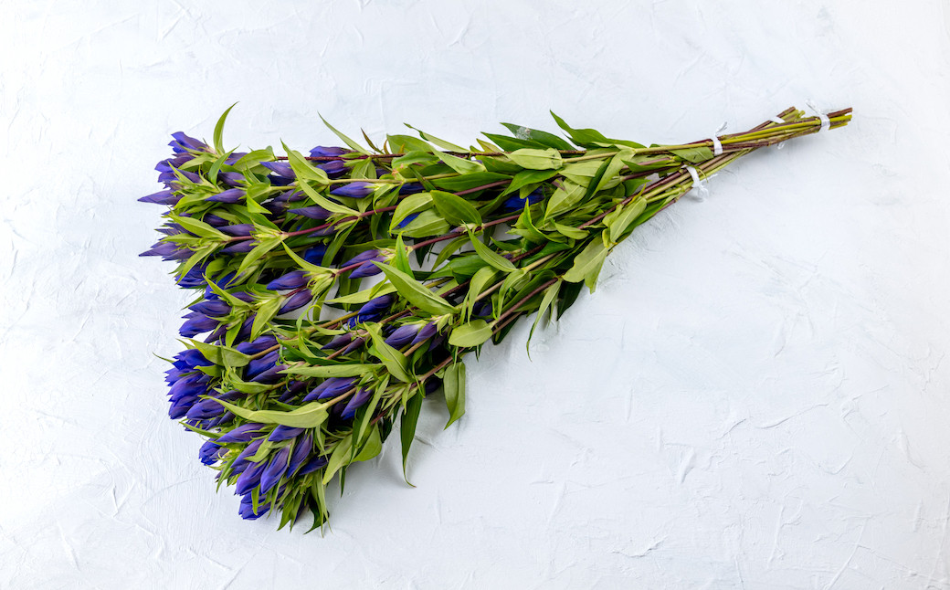 旬の西和賀オリジナル種りんどうを20本前後、咲く前のつぼみ状態でお届けします