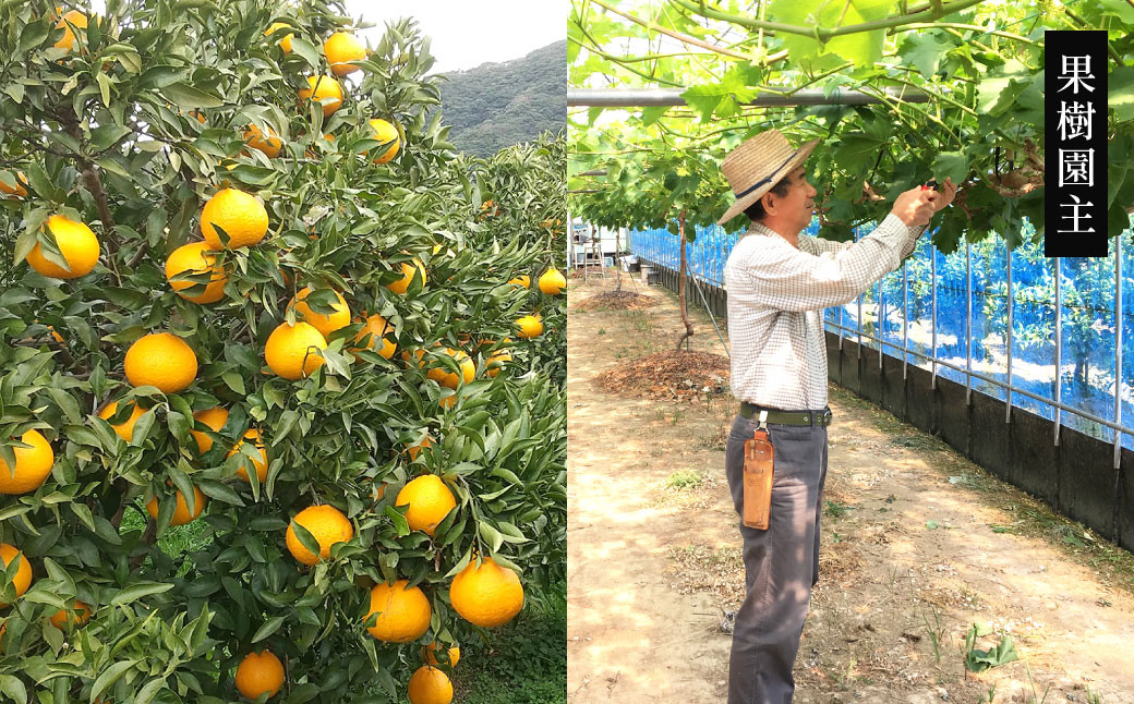 紫川デコ（不知火） Lサイズ 20玉入 計5kg程 フルーツキャップ付き