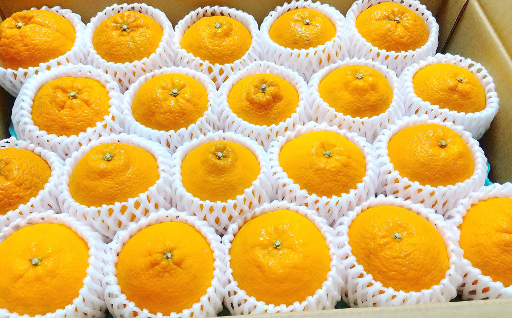 紫川デコ（不知火） Lサイズ 20玉入 計5kg程 フルーツキャップ付き