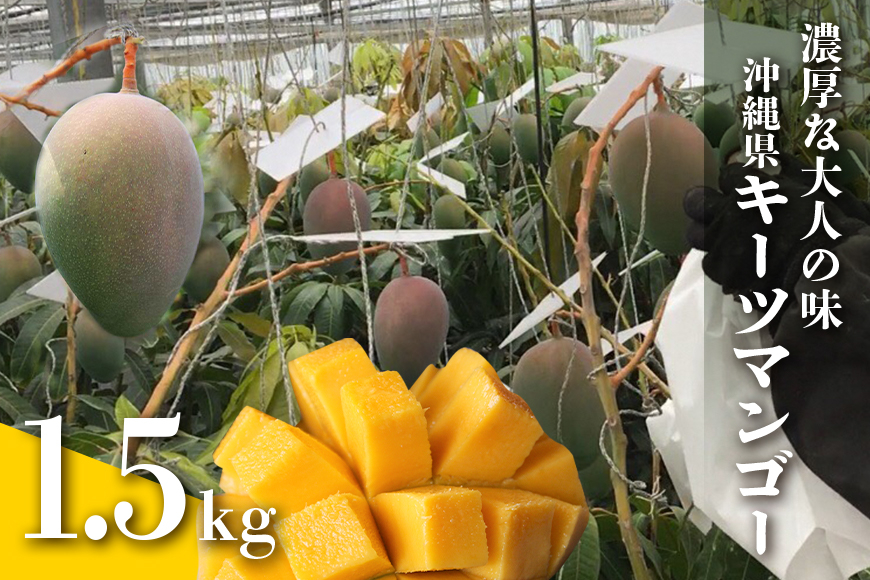 【2024年発送】濃厚な大人の味　沖縄県「キーツマンゴー」1.5kg