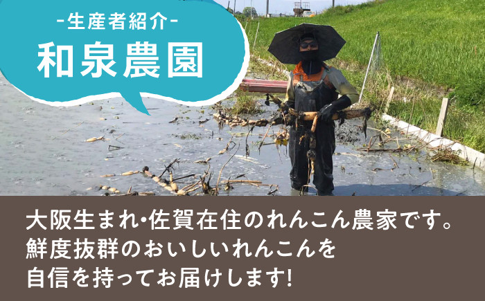 収穫から24時間以内に出荷！新鮮なれんこんをお届けします！